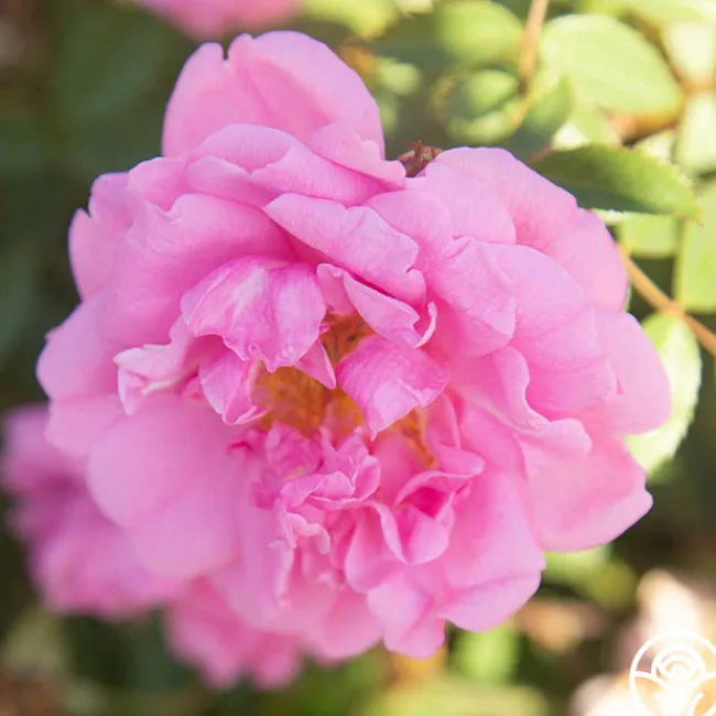 John Davis>Heirloom Roses Outlet