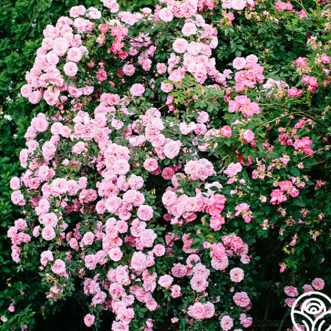 John Davis>Heirloom Roses Outlet