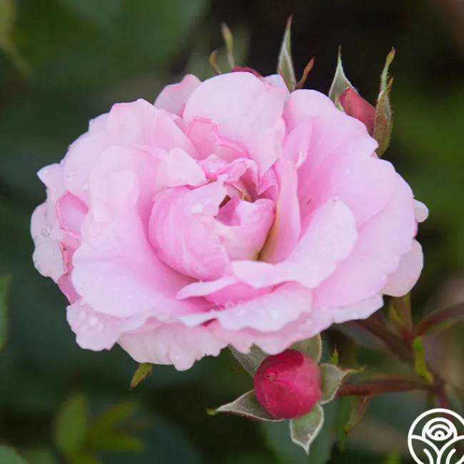 John Davis>Heirloom Roses Outlet