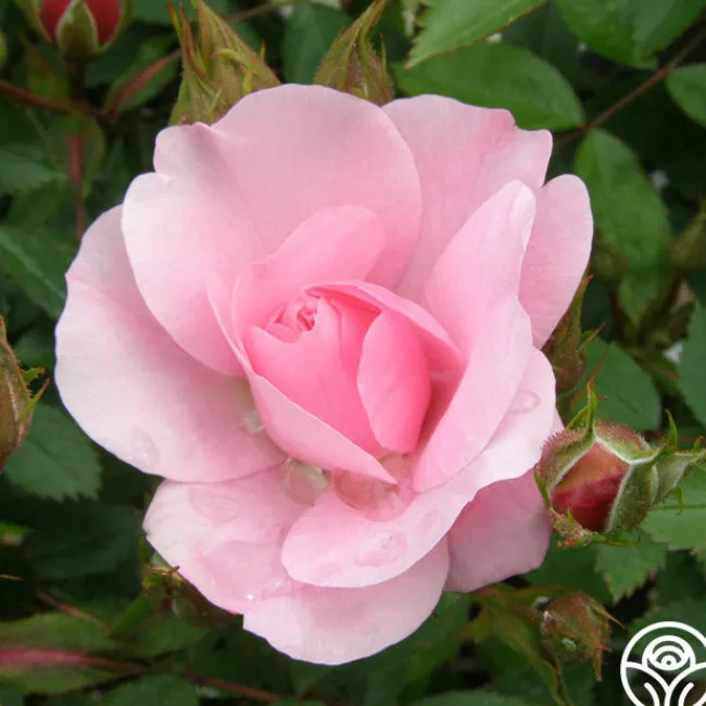 John Davis>Heirloom Roses Outlet