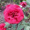 John S. Armstrong®>Heirloom Roses New