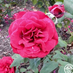 John S. Armstrong®>Heirloom Roses New