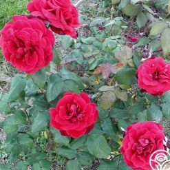 John S. Armstrong®>Heirloom Roses New