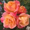 Joseph's Coat>Heirloom Roses Online