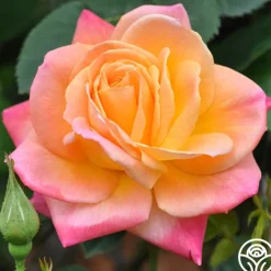 Joseph's Coat>Heirloom Roses Online