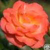Joyfulness>Heirloom Roses Outlet