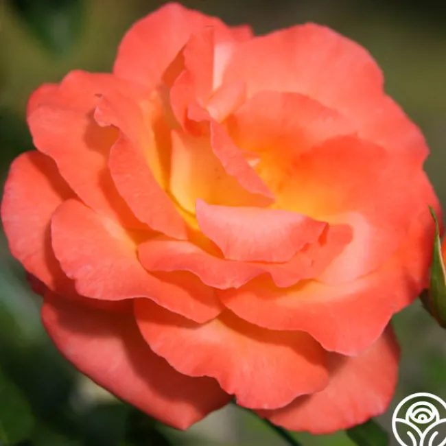 Joyfulness>Heirloom Roses Outlet