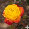 Judy Garland™>Heirloom Roses Clearance