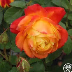 Judy Garland™>Heirloom Roses Clearance
