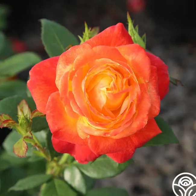 Judy Garland™>Heirloom Roses Clearance