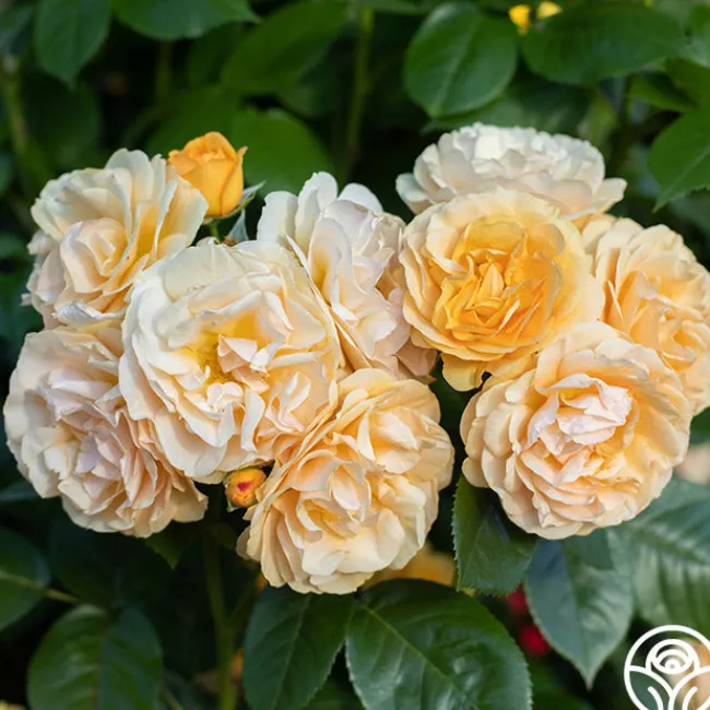 Julia Child™>Heirloom Roses