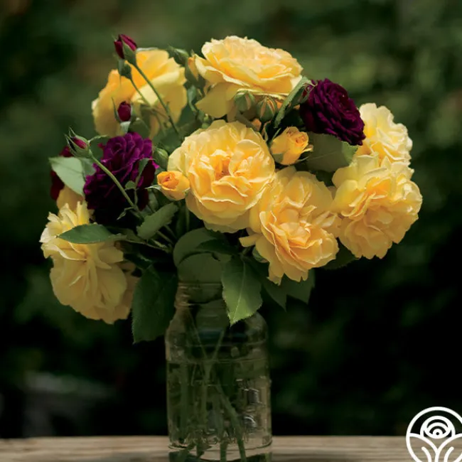 Julia Child™>Heirloom Roses