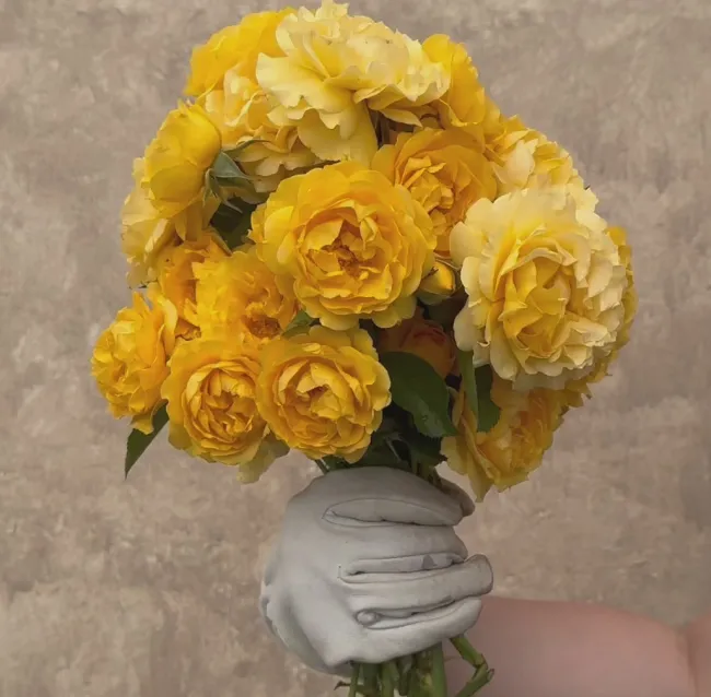 Julia Child™>Heirloom Roses
