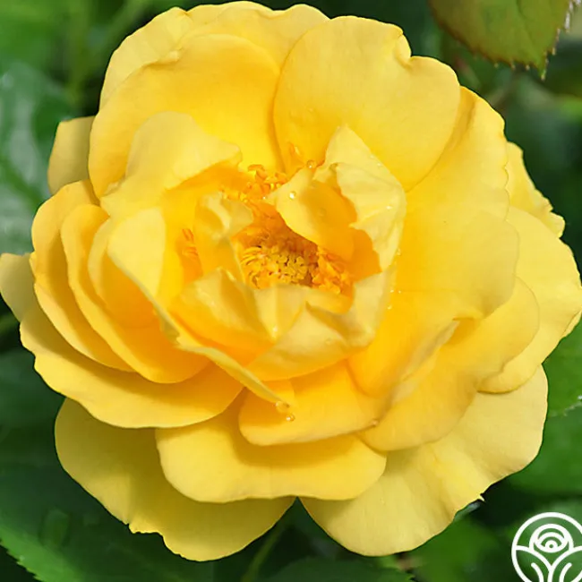 Julia Child™>Heirloom Roses