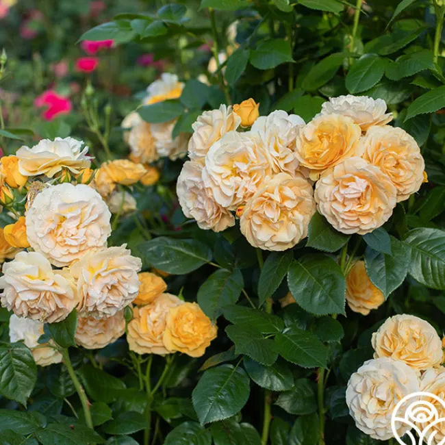 Julia Child™>Heirloom Roses