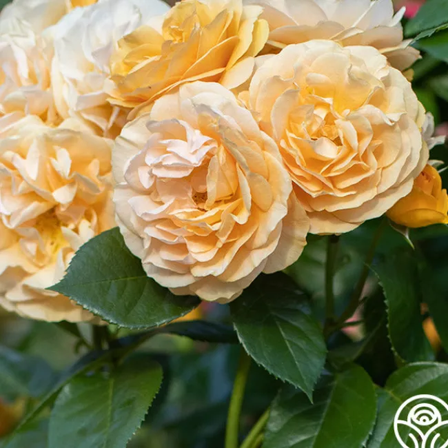 Julia Child™>Heirloom Roses