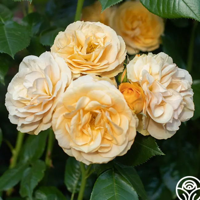 Julia Child™>Heirloom Roses