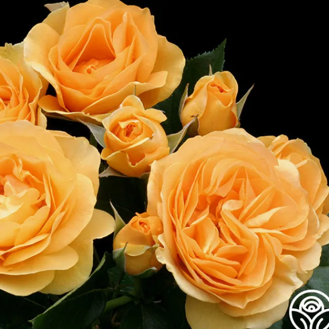 Julia Child™>Heirloom Roses