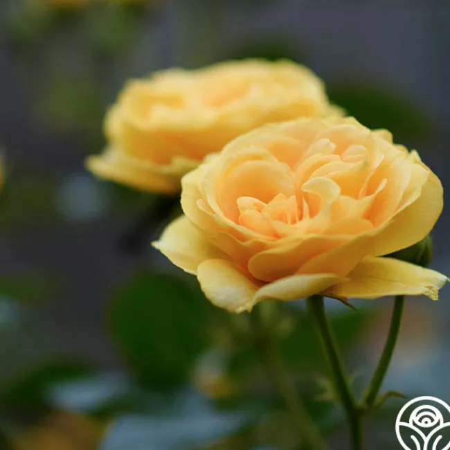 Julia Child™>Heirloom Roses