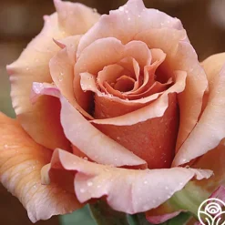 Julia's Rose®>Heirloom Roses