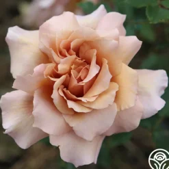 Julia's Rose®>Heirloom Roses