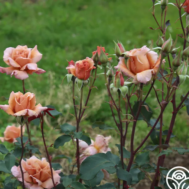 Julia's Rose®>Heirloom Roses