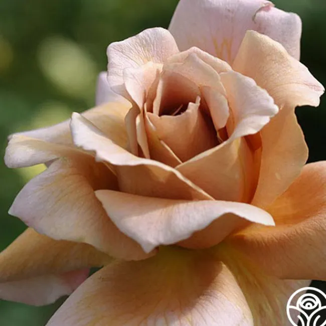 Julia's Rose®>Heirloom Roses