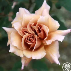 Julia's Rose®><noscript><img width=