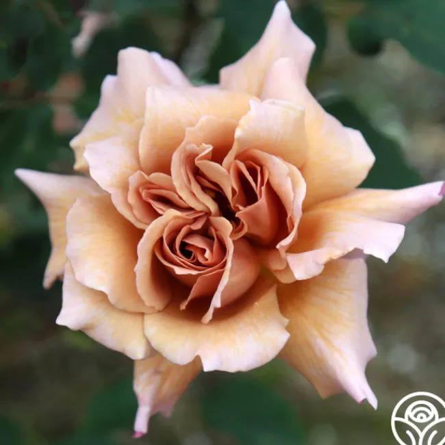 Julia's Rose®>Heirloom Roses