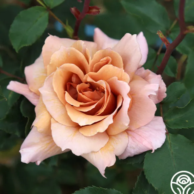 Julia's Rose®>Heirloom Roses