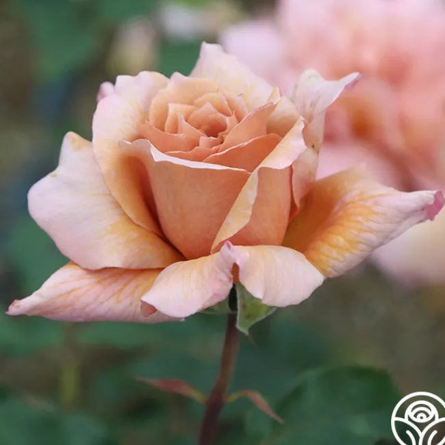 Julia's Rose®>Heirloom Roses