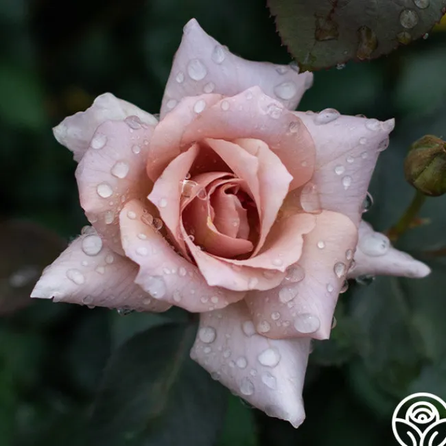 Julia's Rose®>Heirloom Roses