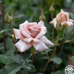 Julia's Rose®><noscript><img width=