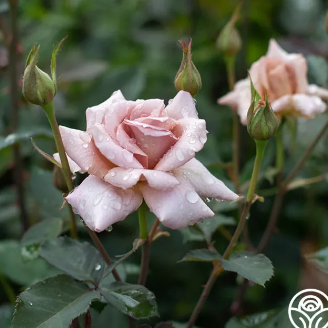 Julia's Rose®>Heirloom Roses