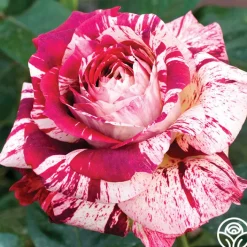Julio Iglesias™>Heirloom Roses Online