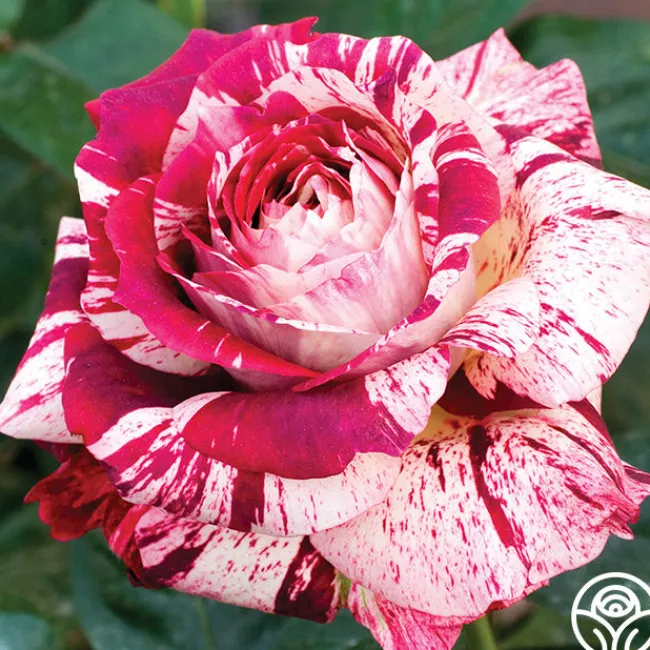 Julio Iglesias™>Heirloom Roses Online