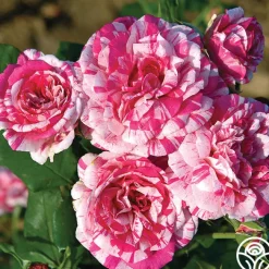 Julio Iglesias™>Heirloom Roses Online