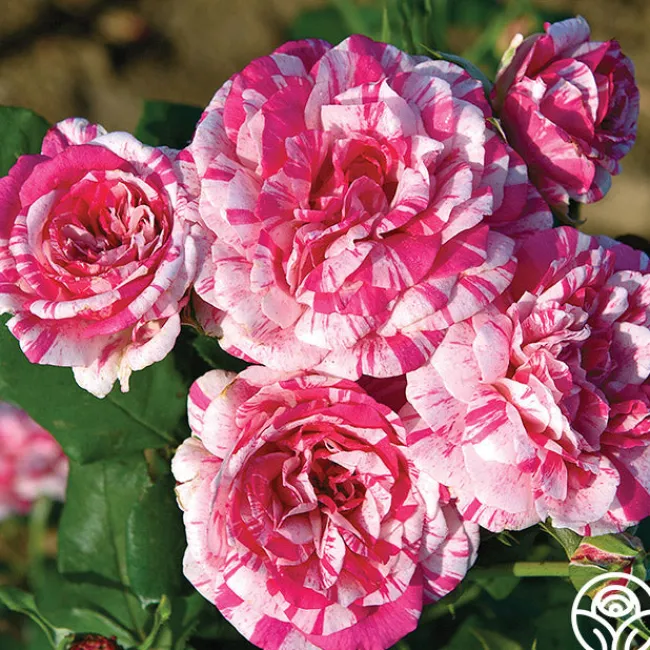 Julio Iglesias™>Heirloom Roses Online