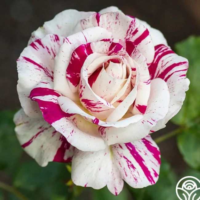 Julio Iglesias™>Heirloom Roses Online