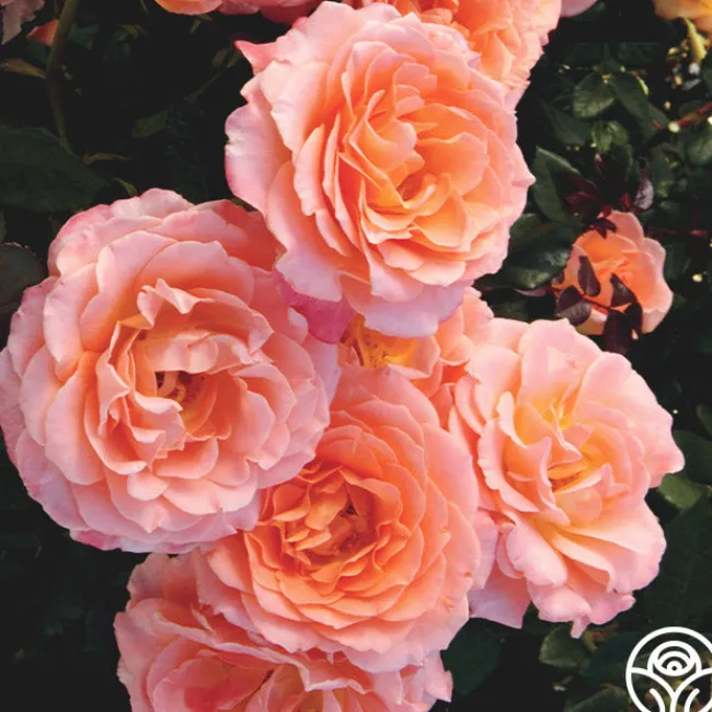 Jump For Joy™>Heirloom Roses Best