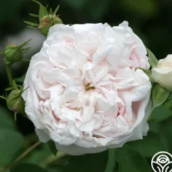 Juno>Heirloom Roses Discount