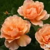 Just Joey®>Heirloom Roses Online
