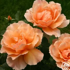 Just Joey®>Heirloom Roses Online