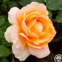 Just Joey®>Heirloom Roses Online