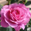 Kaffe Fassett>Heirloom Roses Online