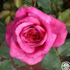 Kaffe Fassett>Heirloom Roses Online