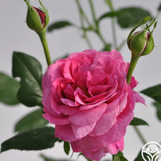 Kaffe Fassett>Heirloom Roses Online