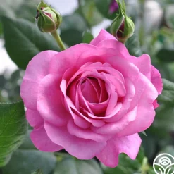 Kaffe Fassett><noscript><img width=
