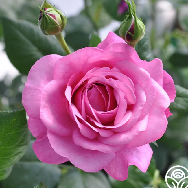 Kaffe Fassett>Heirloom Roses Online