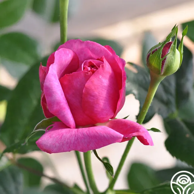 Kaffe Fassett>Heirloom Roses Online